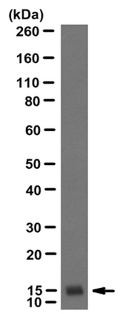 MilliporeSigma anti-Neurophysin 2/NP-AVP Clone: PS 41, 100&mu;g, Unlabeled:Antibodies,